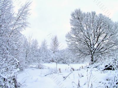 In the winter forest