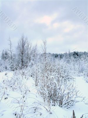 In the winter forest