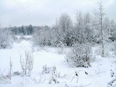 In the winter forest