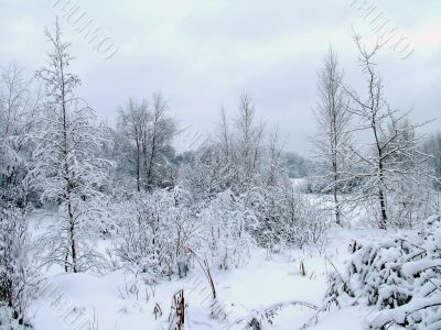 In the winter forest