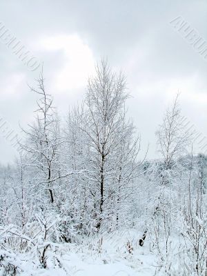 In the winter forest