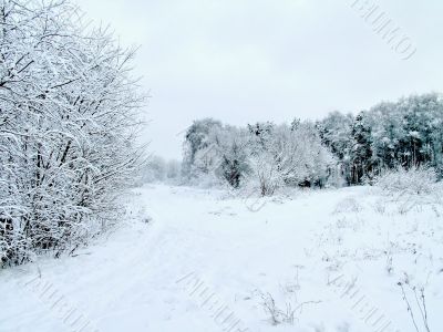 Road in the winter forest