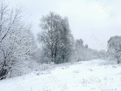 Road in the winter forest
