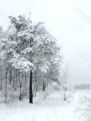 House after the snowdrift