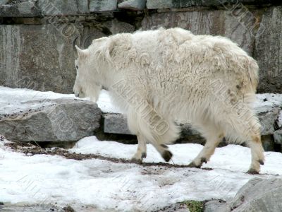 Goat in the zoo