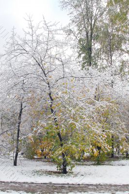 Winter came to town