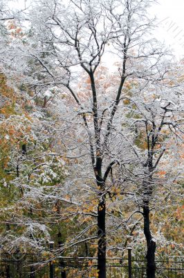 Winter came to town