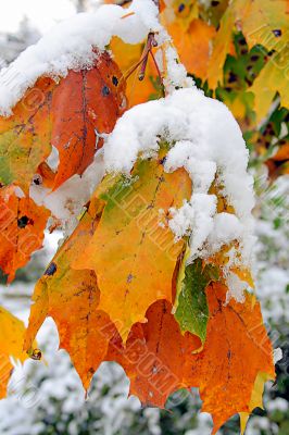 Sheet of the maple