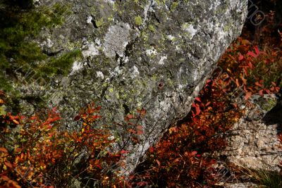 Autumn - red leaves and lichen