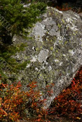 Autumn - red leaves and lichen