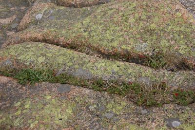 Lichen & moss on pink granite