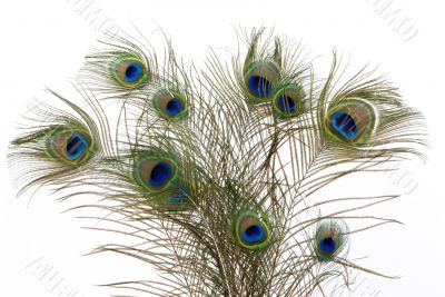 Peacock Feathers