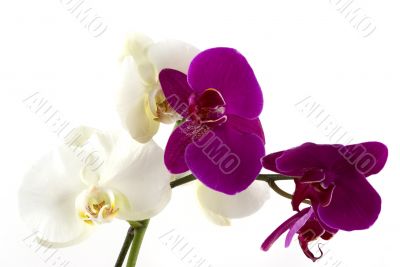 Orchids