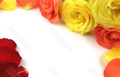 Roses forming a frame