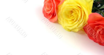 3 Roses forming a frame