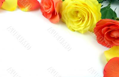 Roses forming a frame