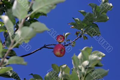 apple