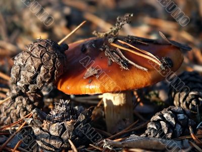 mushroom
