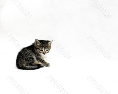 kitten