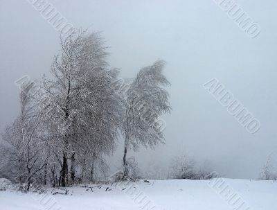 misty landscape