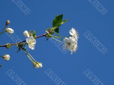 Blossoming branch of a cherry