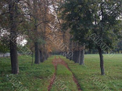 Wood road, autumn wood
