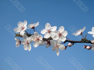 Blossoming branch of plum