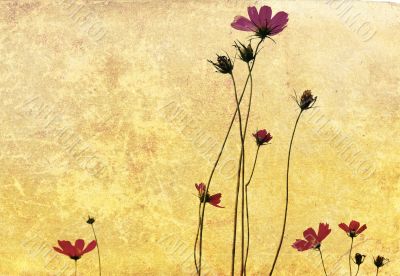 old-fashioned flower