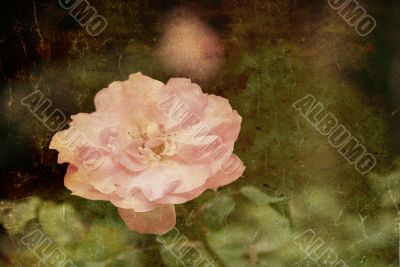 old-fashioned flower