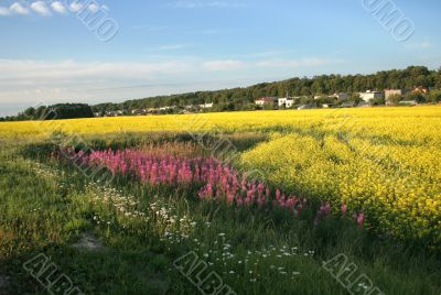 Bright paints of years fields at road