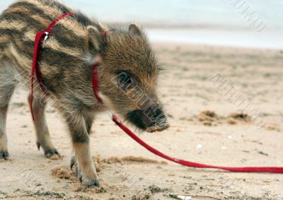 Striped pig on a cord
