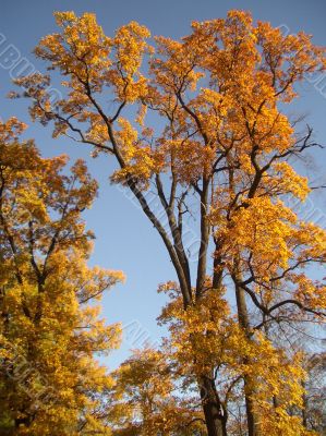 Autumn.