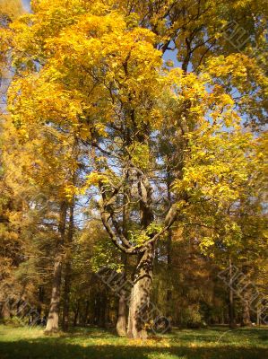 Autumn
