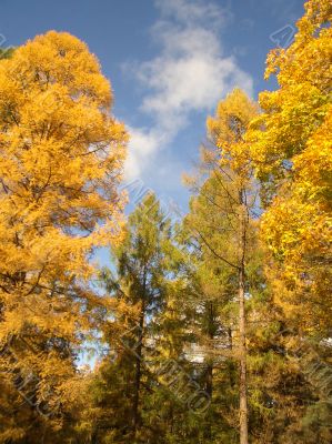 Autumn