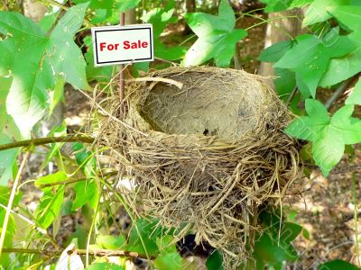 bird nest - real estate 8