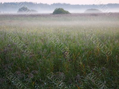 fog over bulrush