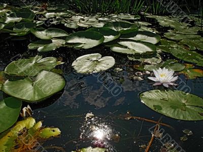sunny lilies