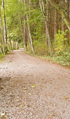 Forest Path