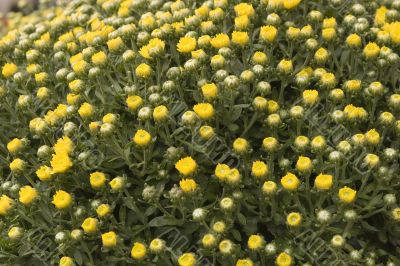 Flower Buds