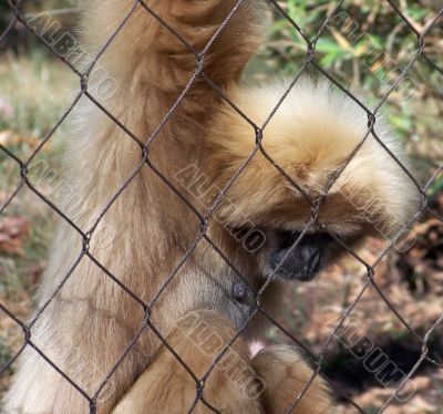 Female Gibbon