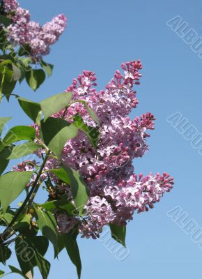 Blossoming lilac