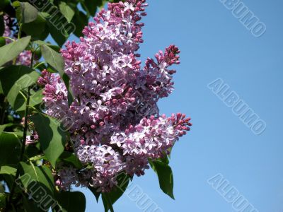 Blossoming lilac