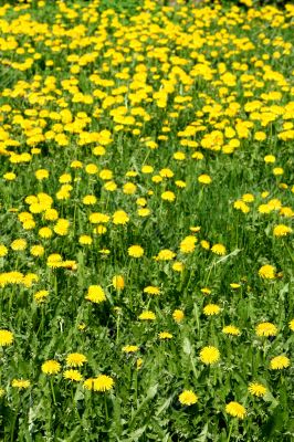  Yellow  dandelions