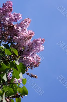  Blossoming lilac and blue sky