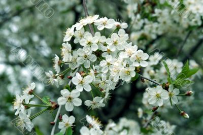  Blossoming cherry-tree