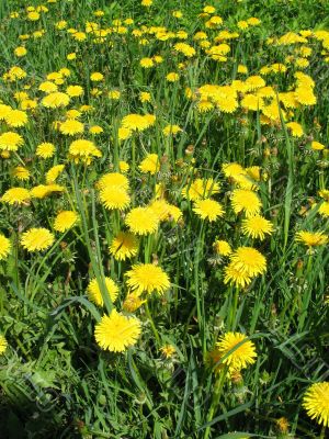 Yellow  dandelions