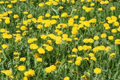  Yellow  dandelions