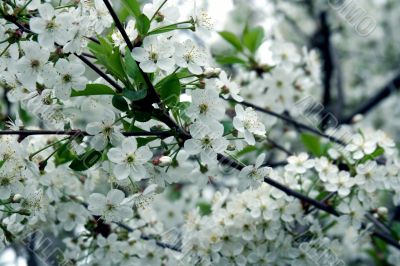  Blossoming cherry-tree