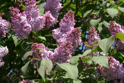  Blossoming lilac