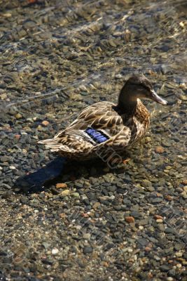 Female mallard duck